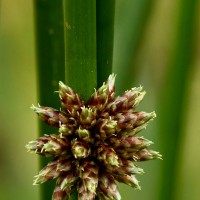 Schoenoplectiella articulata (L.) Lye